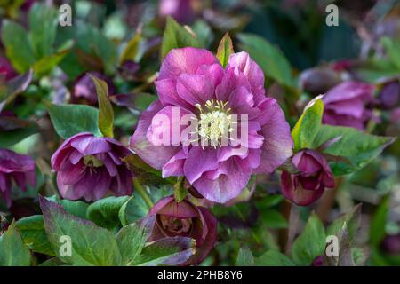 Lenten rose Helleborus x hybridus ‘Double Ellen Pink’ Banque D'Images