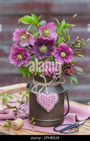 bouquet de roses de lenten roses dans une boîte de lait vintage Banque D'Images