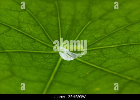 Lotuseffekt, Wassertropfen auf grünem Blatt, effet Lotus, gouttes d'eau sur la feuille verte Banque D'Images