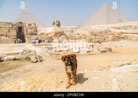 Un chiot errant dans les pyramides de Gizeh complexe en Égypte Banque D'Images