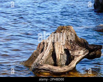 Flotsam et jetsam, délavé la souche d'arbre ancienne et abîmée. Banque D'Images