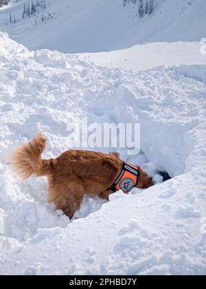 Chien de secours avalanches digs pour trouver la victime. Fernie, Colombie-Britannique, Canada Banque D'Images