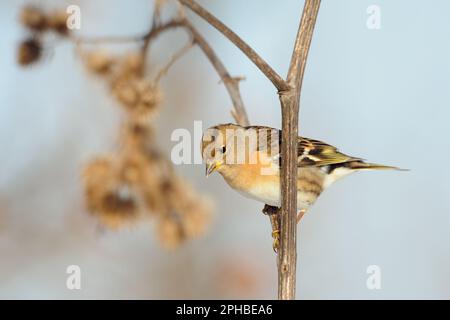 Oiseau migrateur typique, visiteur d'hiver en Allemagne... Brambling ( Fringilla montifringilla ) Banque D'Images