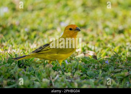 Safran Finch - Sicalis flaveola, magnifique oiseau jaune perching des jardins, buissons et bois d'Amérique latine, Panama City, Panama. Banque D'Images