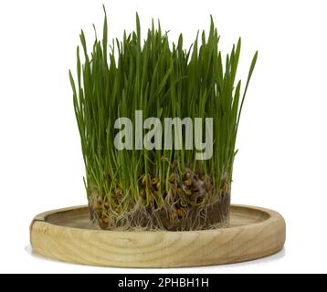 Microverts de blé, pousses de blé sur un plat en bois de près. Concept de saine alimentation Banque D'Images