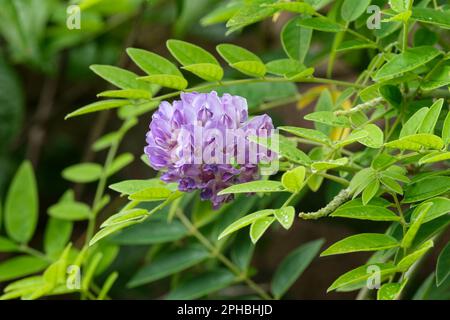 Wisteria frutescens Longwood Purple, vivace, riche racaise pourpre de fleurs de pois, Banque D'Images