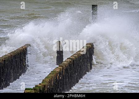 Vagues s'écrasant dans l'aine en bois / brise-lames pour éviter l'érosion de la plage pendant la tempête hivernale le long de la côte de la mer du Nord à Zeeland, pays-Bas Banque D'Images