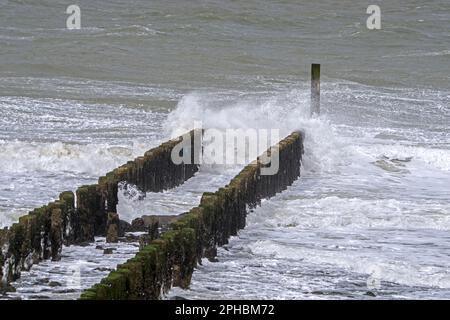 Vagues s'écrasant dans l'aine en bois / brise-lames pour éviter l'érosion de la plage pendant la tempête hivernale le long de la côte de la mer du Nord à Zeeland, pays-Bas Banque D'Images