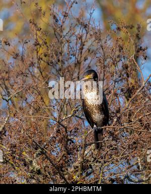 Un jeune Cormorant solitaire, (Phalacrocorax carbo), perché sur une branche d'arbre surplombant un lac d'eau douce à Blackpool, Lancashire, Royaume-Uni Banque D'Images