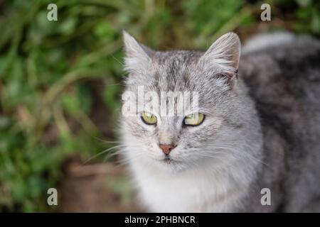 Magnifique portrait de chat écossais droit dans le jardin de printemps, gros plan. Chat écossais droit à rayures grises Banque D'Images