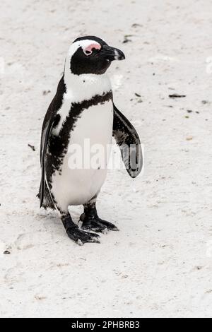 pingouin debout sur le sable à la plage de Boulders, tourné dans la lumière d'été lumineuse, Cape Town, Western Cape, Afrique du Sud Banque D'Images