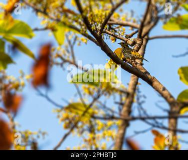 Un pipit à dos olive sur un arbre Banque D'Images