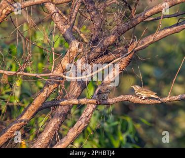 Une paire de pipit à dos olive sur un arbre Banque D'Images