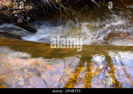 Écoulement rapide de l'eau dans un ruisseau qui s'écoule sur un log, mouvement flou Banque D'Images