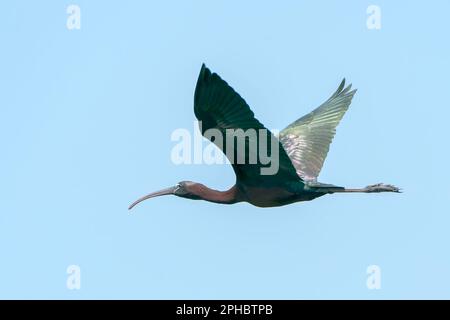 Ibis brillant, Plegadis falcinellus, adulte unique en vol, Wakodahatchee, Floride, États-Unis Banque D'Images