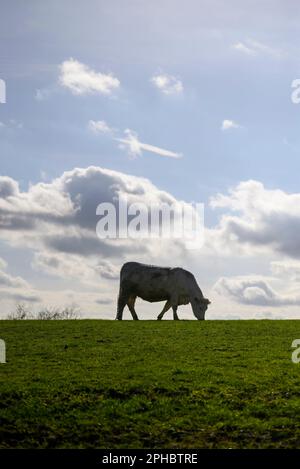 Vache sur une colline rétro-éclairée à la lumière du soleil Banque D'Images