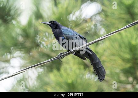 Grackle à queue large, Quiscalus mexicanus, mâle adulte unique perché sur un fil télégraphique, Tortuguera, Costa Rica Banque D'Images