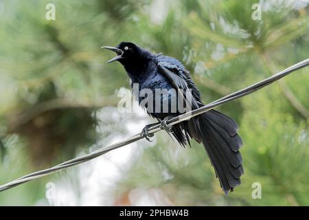 Grackle à queue large, Quiscalus mexicanus, mâle adulte unique perché sur un fil télégraphique, Tortuguera, Costa Rica Banque D'Images