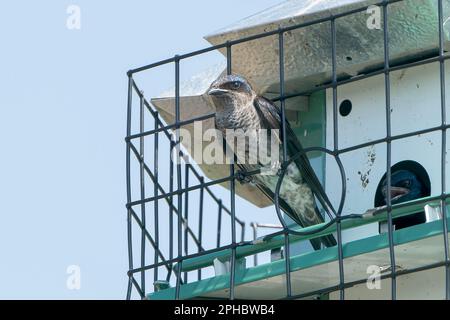 Purple martin, Progne susis, femelle adulte célibataire perchée dans une boîte de nidification artificielle, Wakodahatchee, Floride, États-Unis Banque D'Images