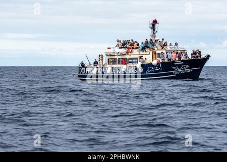 Ponta Delgada, Portugal - 6 juillet 2022: Bateau d'observation des baleines avec des touristes à l'île de Sao Miguel, Açores Banque D'Images