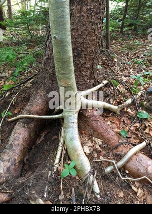 Les racines d'un nouvel arbre qui pousse sur les racines d'un vieux arbre. Banque D'Images