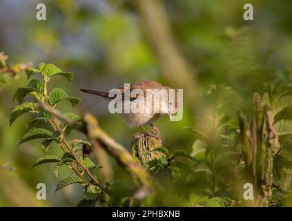 Un Whitethroat ( Curruca communis) perché dans un arbre dans son habitat naturel. Suffolk, Royaume-Uni Banque D'Images