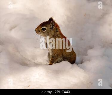 Écureuil mâle vue rapprochée sur le côté assis sur la neige près de son tertre animal et observant son environnement et son habitat environnant. Banque D'Images