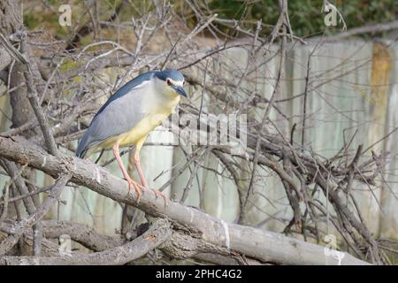 Un héron de nuit couronné noir reposant sur un arbre, jour ensoleillé au printemps, Camargue (Provence, France) Banque D'Images