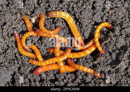 Vers-fils, larves du coléoptère de clic (Elateridae). Les ravageurs des plantes, économiquement importants, vivent dans le sol et mordent les racines. Banque D'Images