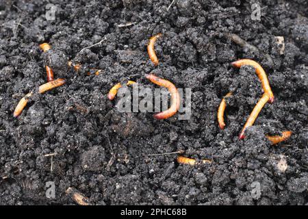 Vers-fils, larves du coléoptère de clic (Elateridae). Les ravageurs des plantes, économiquement importants, vivent dans le sol et mordent les racines. Banque D'Images