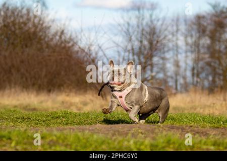 UN BULLDOG FRANÇAIS TRAVERSE LE CHAMP AVEC UN BÂTON DANS LA BOUCHE. Banque D'Images