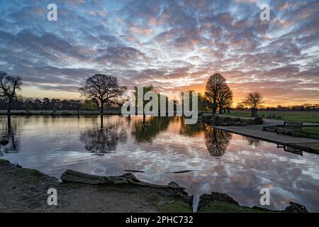 Une heure d'or parfaite à Bushy Park près de Londres, Royaume-Uni Banque D'Images