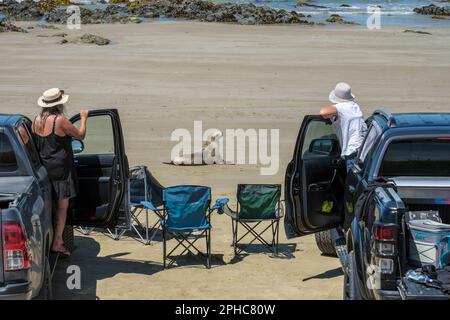 Les touristes regardent un jeune phoque de leurs voitures à la baie de Molyneux près de Kaka point dans les Catlins, île du Sud, Nouvelle-Zélande Banque D'Images