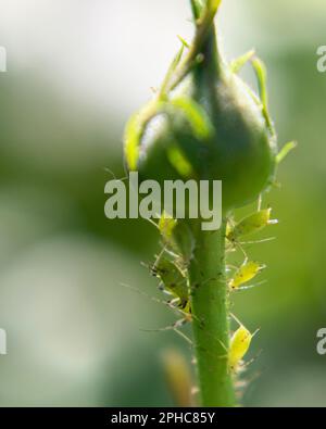 Gros plan des pucerons du rose sur une fleur non ouverte, Macrosiphum rosae. Banque D'Images