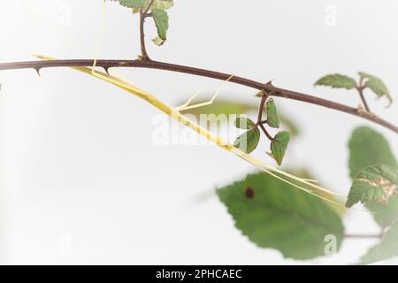 Un insecte de bâton d'aile rose (Sipyloidea sipylus) tente de se cacher sur une ruée dans un cadre studio Banque D'Images