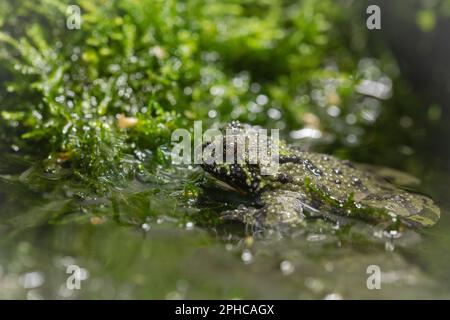 Un feu de crapaud (Bombina graniina) repose dans l'eau près de la mousse de son réservoir Banque D'Images