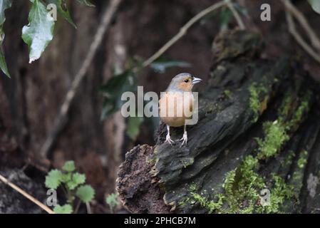 Chaffinch masculin (Fringilla coelebs) perché à droite de l'image sur un tronc d'arbre en décomposition, pieds en avant, tête tournée à droite, prise en mars au Royaume-Uni Banque D'Images