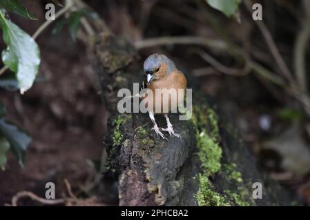 Chaffinch masculin commun (Fringilla coelebs) perché sur un arbre en décomposition Log dans la forêt, les pieds pointant vers la caméra avec la tête vers le bas, pris au Royaume-Uni Banque D'Images