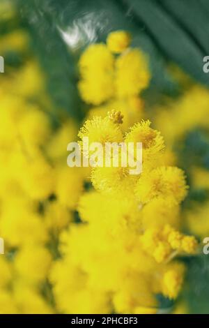 Magnifique fond de fleurs d'acacia jaune ou mimosa dans la nature. Printemps, Fête de la femme, Fête des mères, concept de Pâques. Gros plan de fleurs avec espace de copie. Photo macro. Banque D'Images