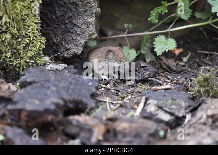 Bank Vole (Clethrionomys glareolus) dans le profil droit sur le plancher de bois, Sniffing The Spring Air à Staffordshire, Royaume-Uni en mars Banque D'Images