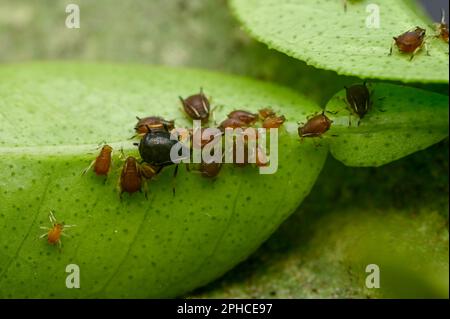 Beaucoup d'pucerons sous la feuille de plante d'agrumes . Les pucerons sont des parasites qui sucent la sève cellulaire de la plante et qui affectent la croissance et le développement de la plante. Banque D'Images