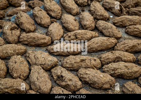 Combustible ovale Shapedbio fait de boudin de vache dans la zone rurale de l'Inde pour utiliser un combustible pour faire de la nourriture. Ce type de forme ovale fait avec des excréments de vache et le soleil sec. Banque D'Images