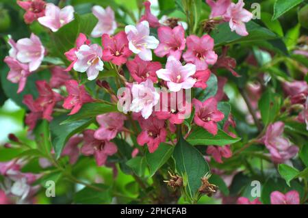 Weigela aux fleurs blanches et roses fleurit dans le jardin. Banque D'Images