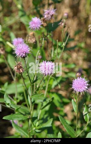 Parmi les herbes dans la nature pousse et fleurit champ de chardon (Cirsium arvense) Banque D'Images