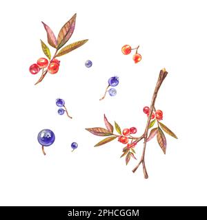 Un ensemble de baies juteuses - cendre de montagne, bleuets. Aquarelles rouges et bleues sur fond blanc. Baies sur une branche avec des feuilles. Illustrateur aquarelle Banque D'Images