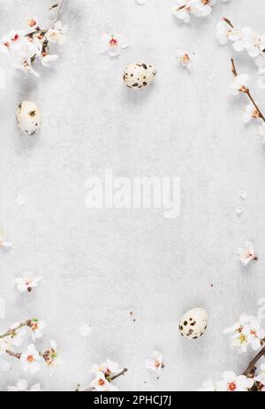 Fleurs de cerisier, fleurs printanières sur fond gris clair, joyeuses Pâques, concept de printemps Banque D'Images
