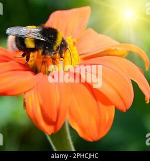 Bourdon tricheuse une fleur Banque D'Images