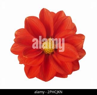 Fleur de Dhalia pinnata isolée sur fond blanc Banque D'Images