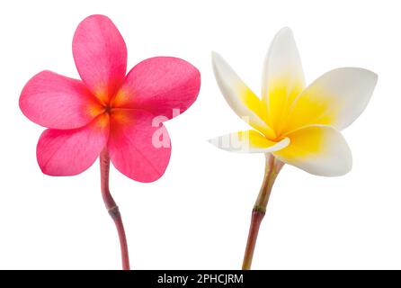 Fleurs Frangipani rouges et blanches isolées sur blanc Banque D'Images