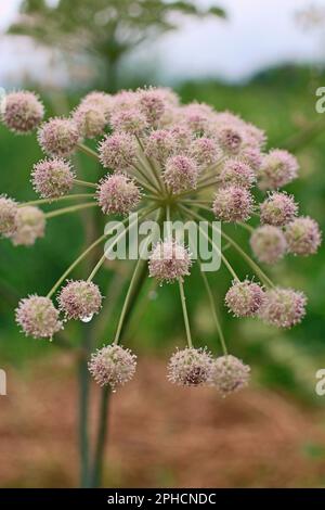 fleurs en fleurs hemlock eau dropwort umbellate inflorescence Banque D'Images